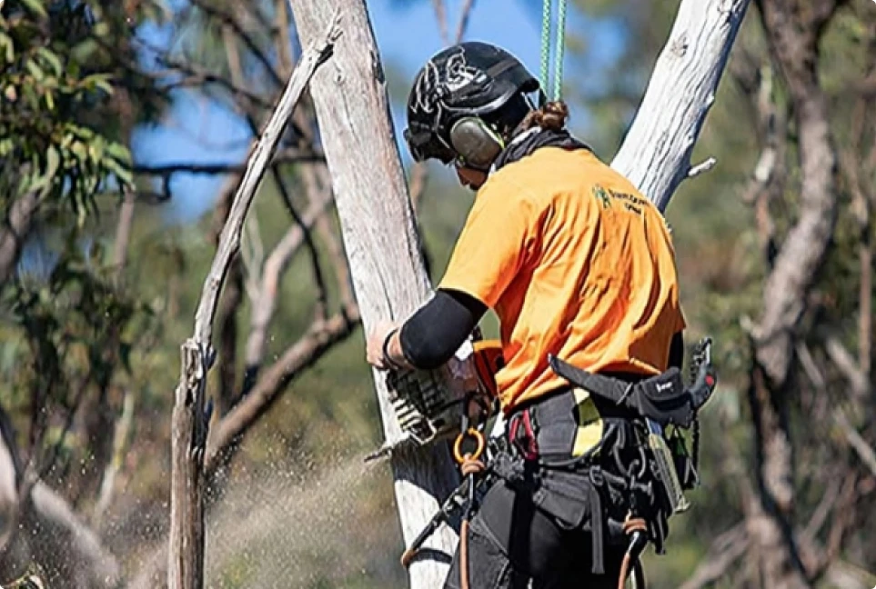 Tree removal